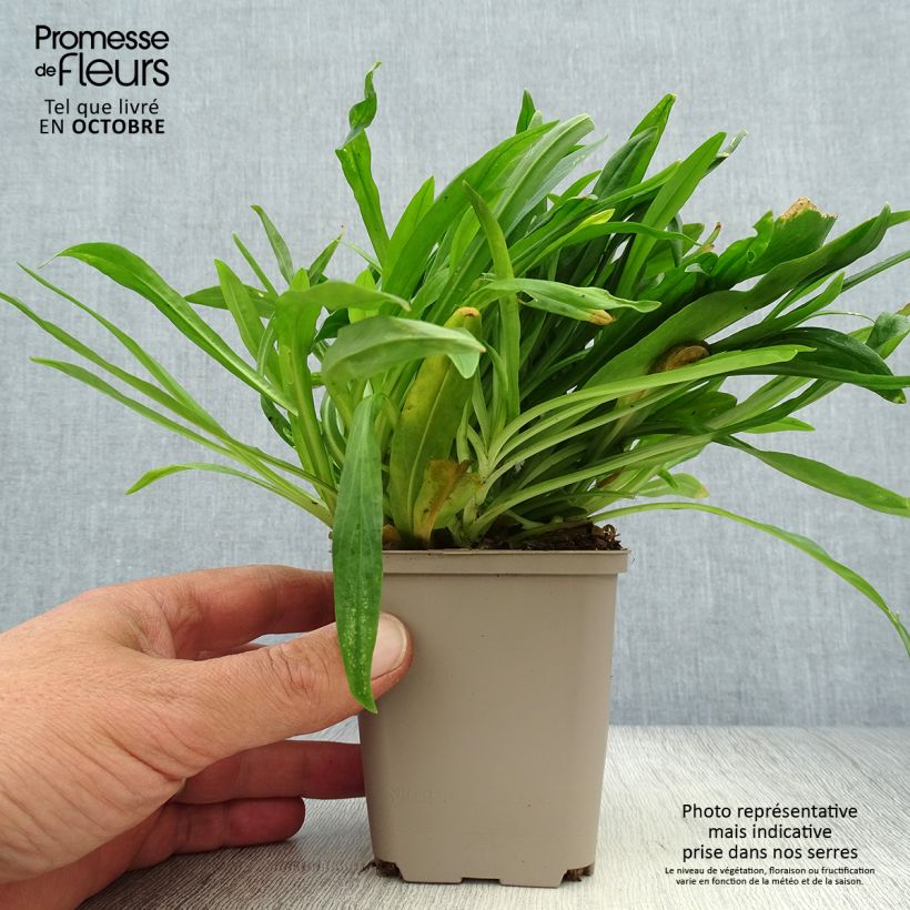 Amostra de Lychnis flos-cuculi Petit Henri Vaso de 8/9 cm tal como entregue no outono