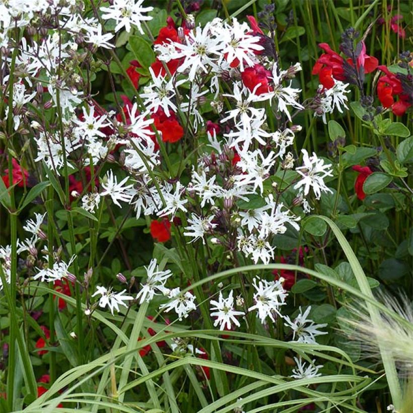 Lychnis flos-cuculi White Robin (Hábito)