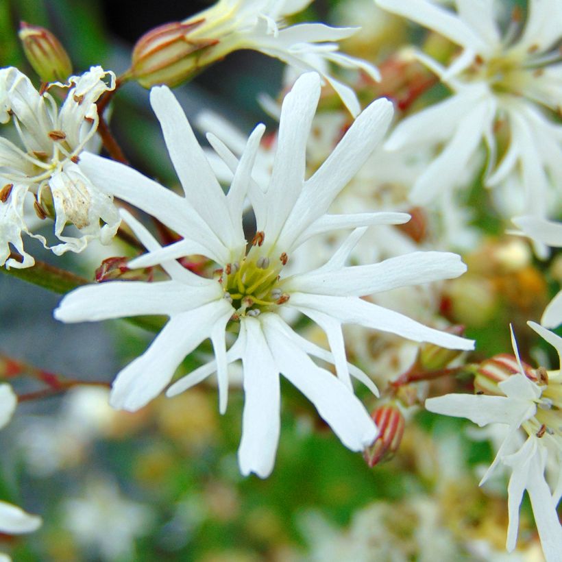 Lychnis flos-cuculi White Robin (Floração)