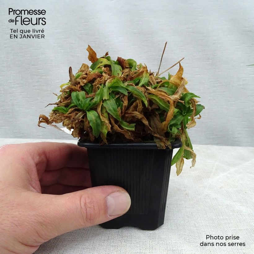 Amostra de Lychnis flos-cuculi White Robin - Oeillet des prés blanc Vaso de 7/8 cm tal como entregue no inverno