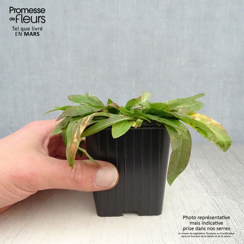 Amostra de Lychnis flos-cuculi White Robin Vaso de 7/8 cm tal como entregue na primavera