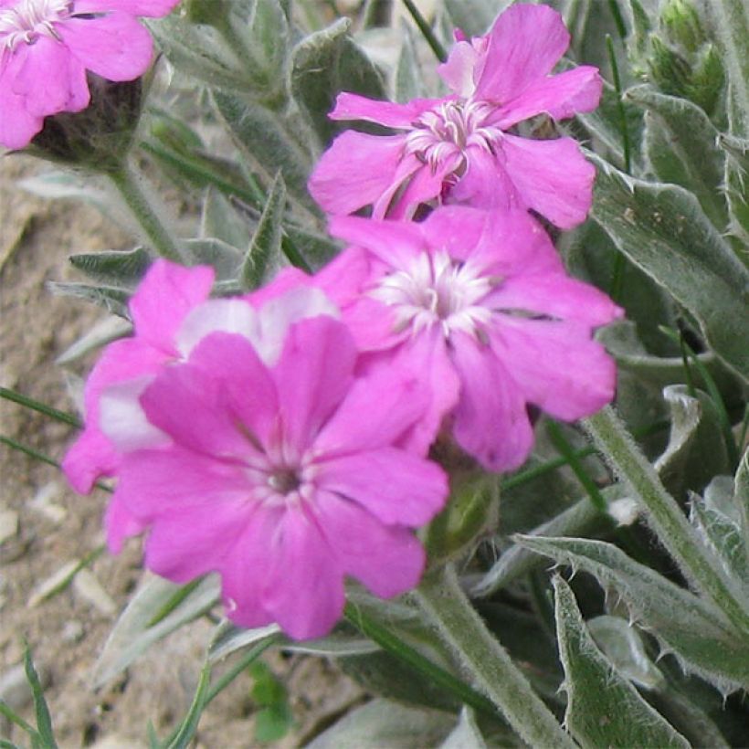 Lychnis flos-jovis - Flor-de-júpiter (Floração)