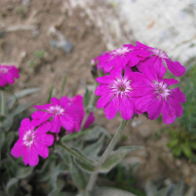 Lychnis flos-jovis Peggy - Flor-de-júpiter (Floração)