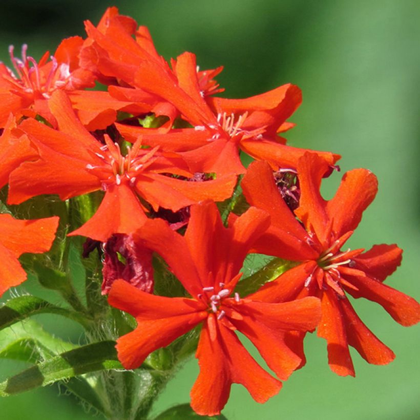Lychnis haageana Molten Lava (Floração)