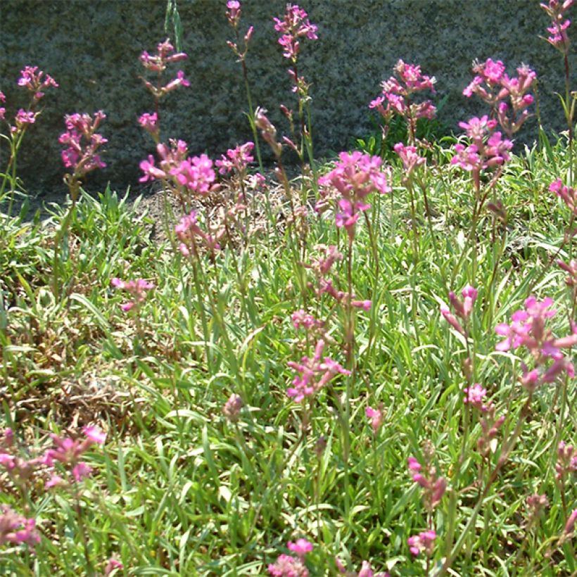 Lychnis viscaria Plena (Floração)
