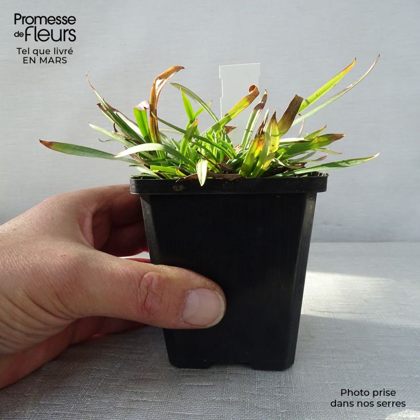Amostra de Lychnis viscaria Plena Vaso de 8/9 cm tal como entregue na primavera