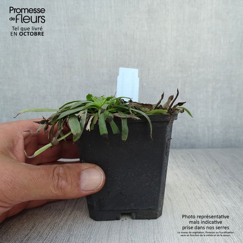 Amostra de Lychnis viscaria Plena Vaso de 8/9 cm tal como entregue no outono