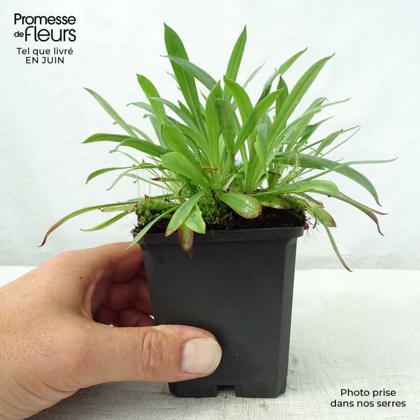 Amostra de Lychnis viscaria Plena Vaso de 8/9 cm tal como entregue no verão