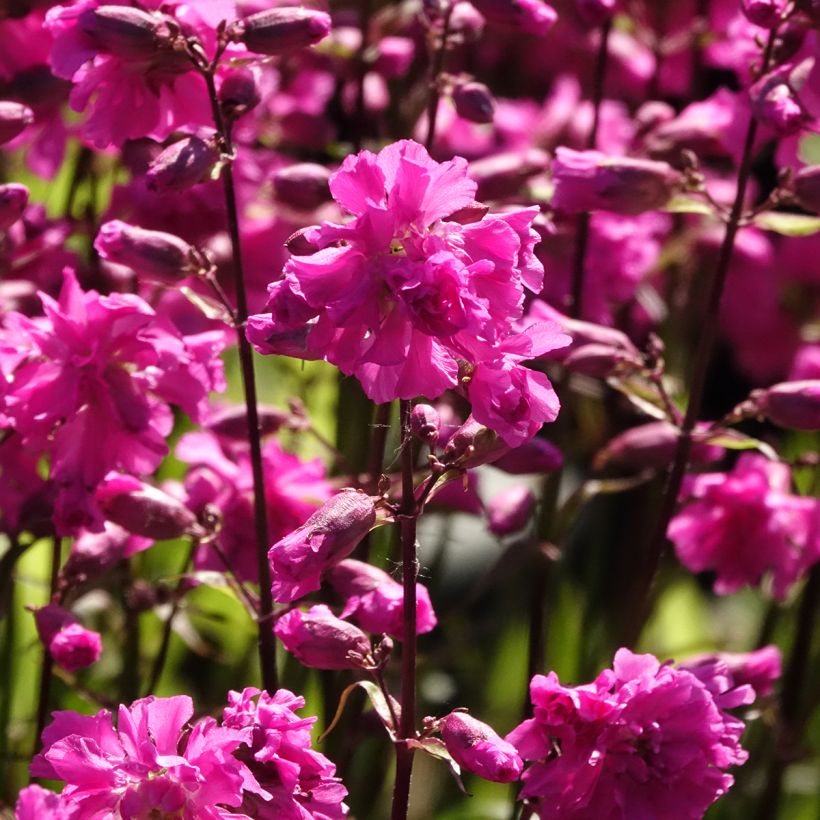 Lychnis viscaria Plena (Floração)