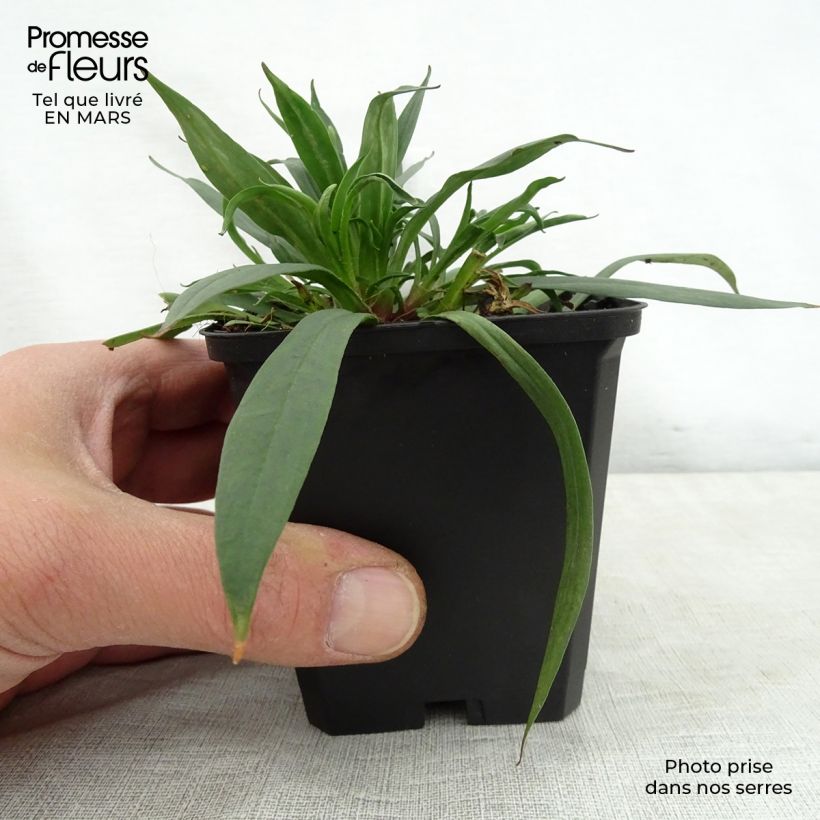 Amostra de Lychnis viscaria Splendens Vaso de 8/9 cm tal como entregue na primavera