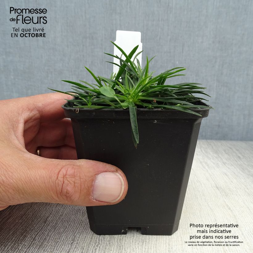 Amostra de Lychnis viscaria Splendens Vaso de 8/9 cm tal como entregue no outono