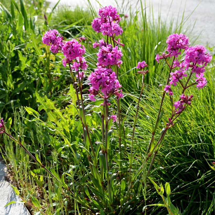 Lychnis viscaria Splendens (Hábito)