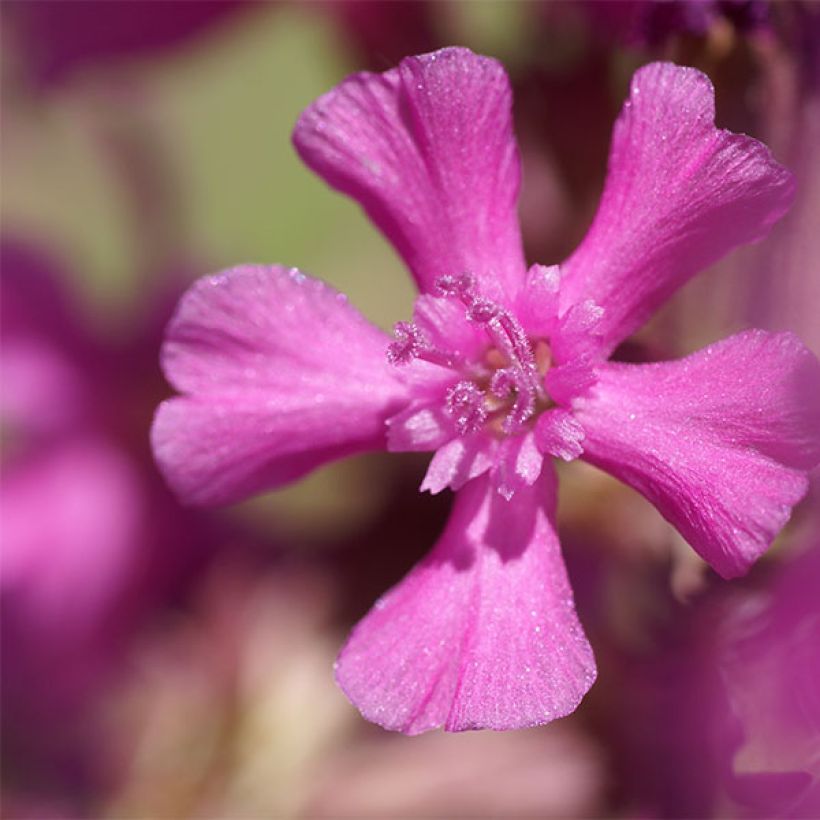 Lychnis yunnanensis (Floração)