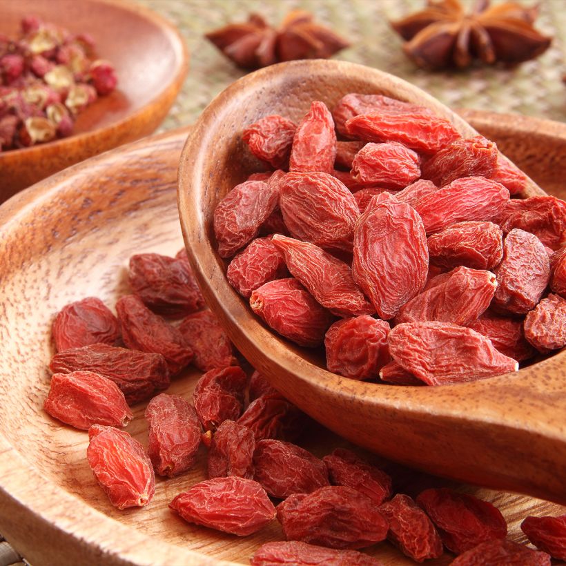 Goji - Lycium chinense (Colheita)