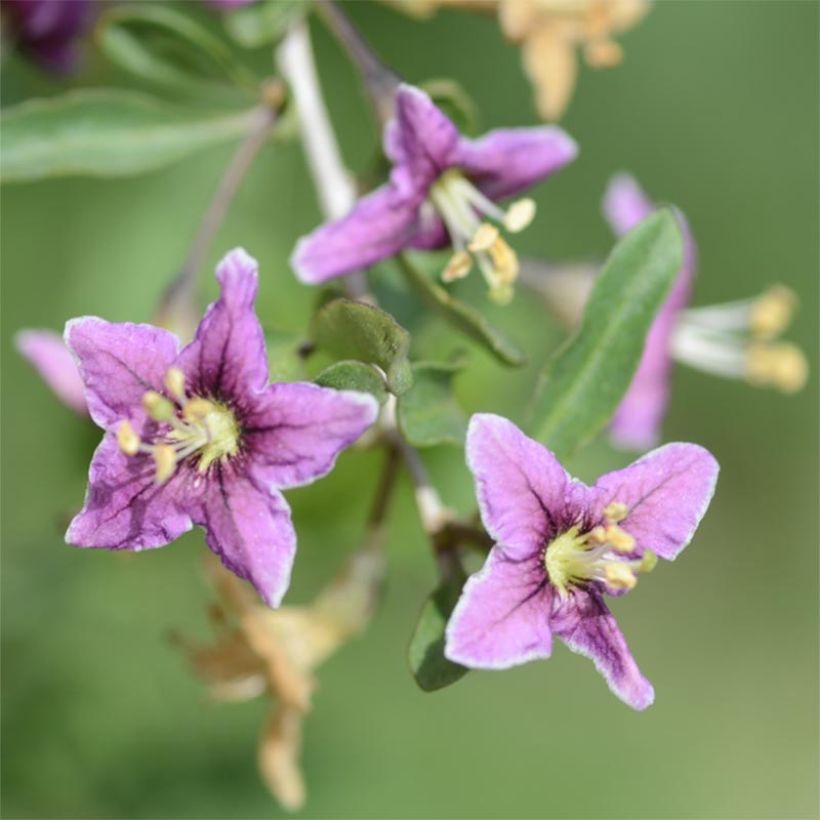 Goji - Lycium barbarum (Floração)