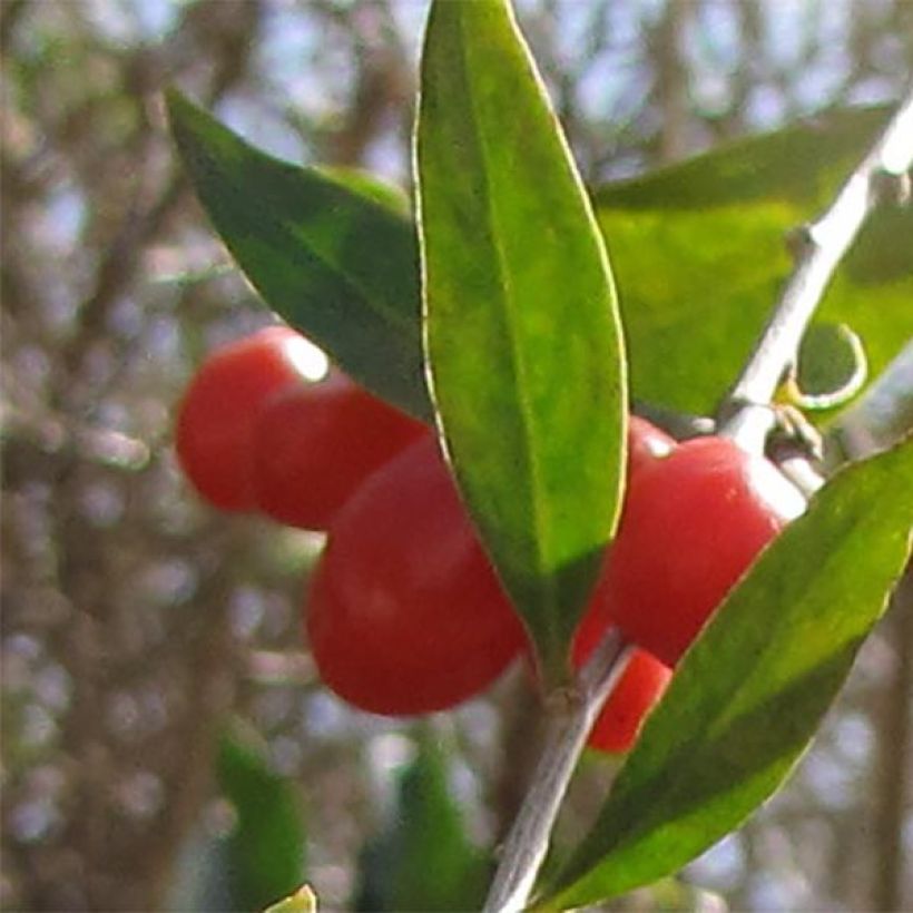 Goji - Lycium barbarum (Colheita)