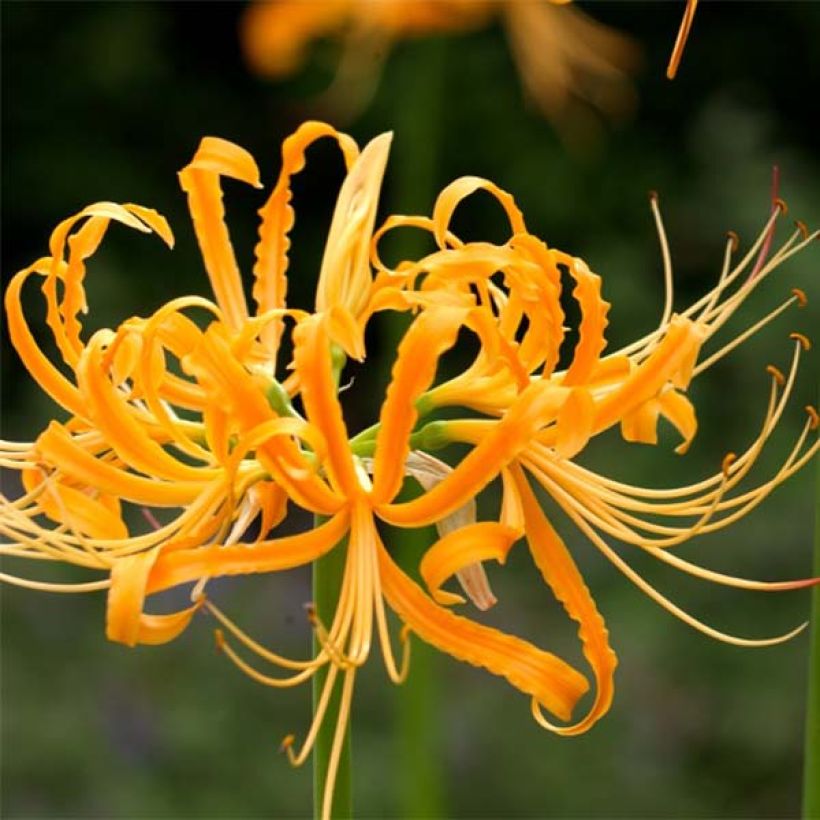 Lycoris aurea (Floração)