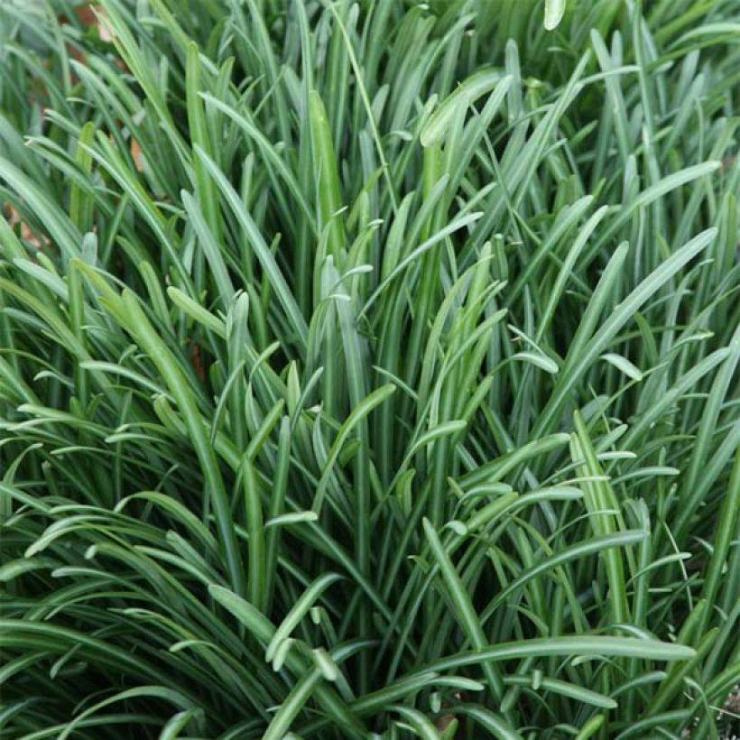 Lycoris radiata (Folhagem)