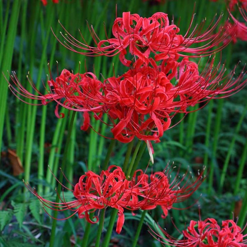 Lycoris radiata (Floração)