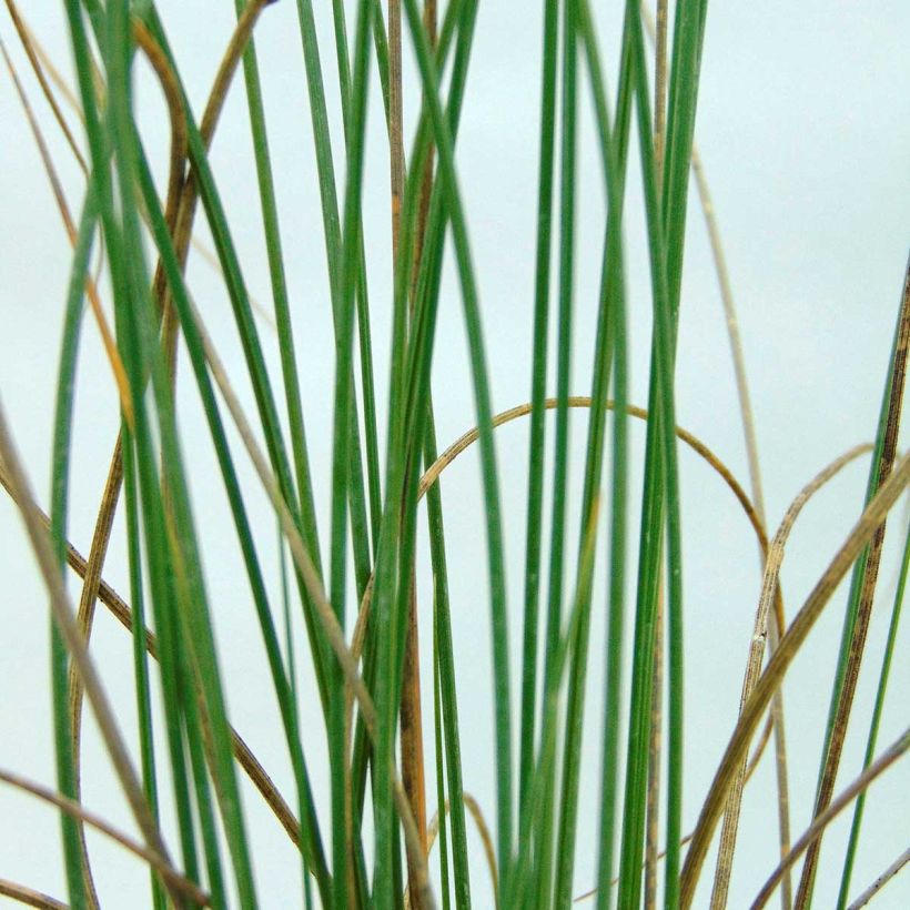 Lygeum spartum (Folhagem)