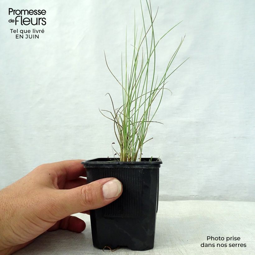 Amostra de Lygeum spartum Vaso de 8/9 cm tal como entregue no verão