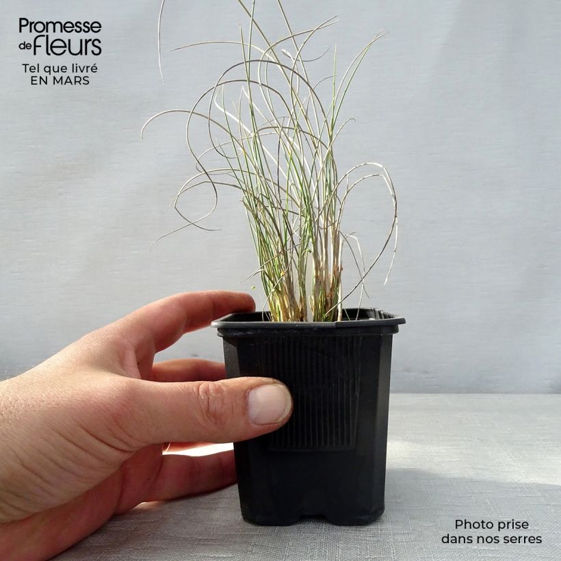 Amostra de Lygeum spartum Vaso de 8/9 cm tal como entregue na primavera