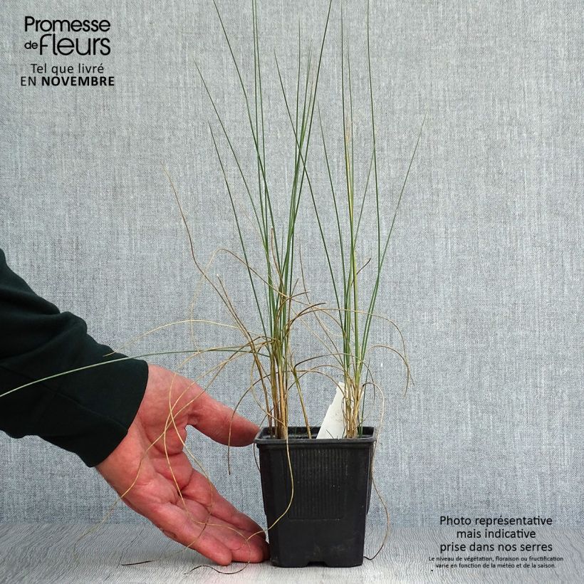 Amostra de Lygeum spartum Vaso de 8/9 cm tal como entregue no outono