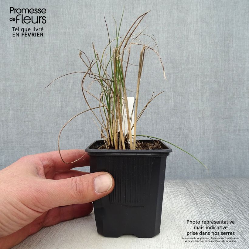 Amostra de Lygeum spartum Vaso de 8/9 cm tal como entregue no inverno