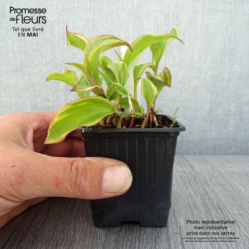 Amostra de Tricyrtis formosana Autumn Glow Vaso de 8/9 cm tal como entregue na primavera