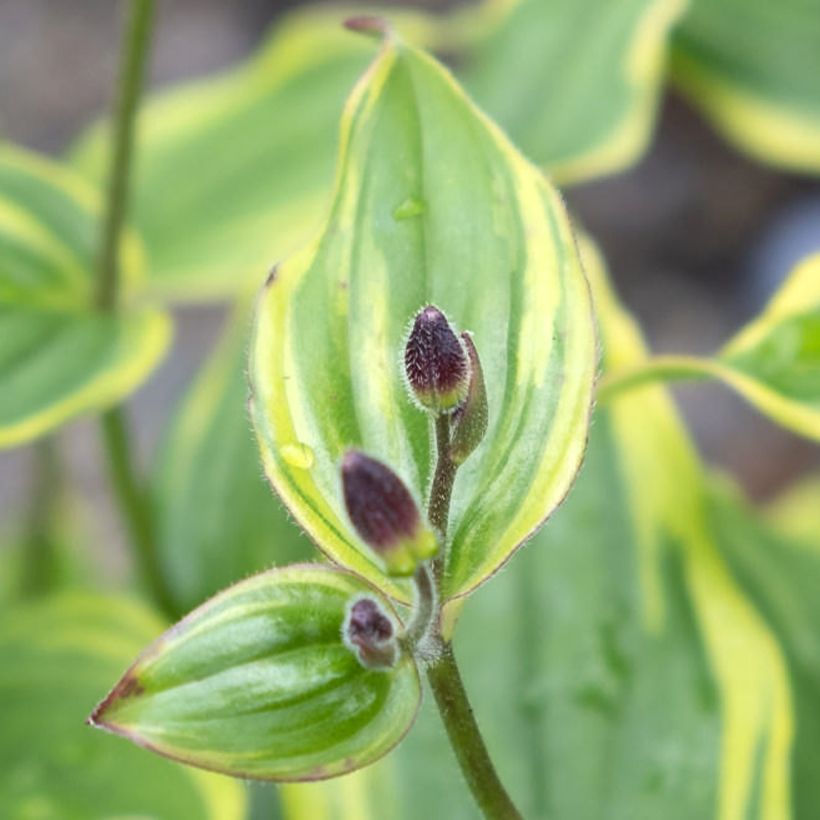 Tricyrtis formosana Autumn Glow (Folhagem)