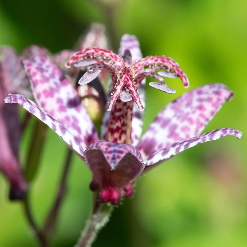 Tricyrtis formosana Autumn Glow (Floração)