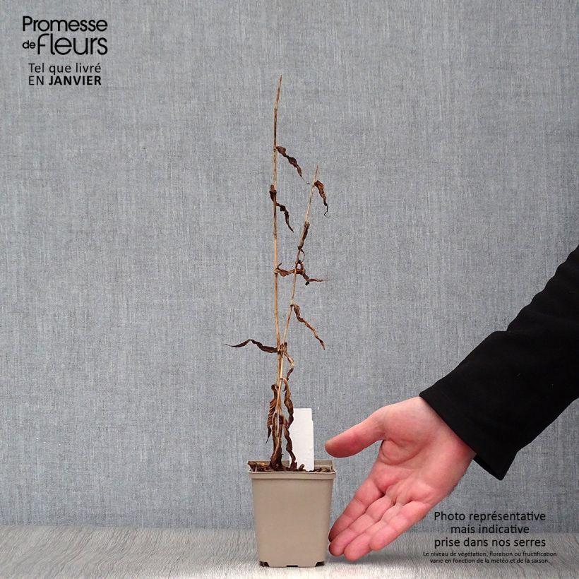 Amostra de Tricyrtis formosana Dark Beauty Vaso de 8/9 cm tal como entregue no inverno