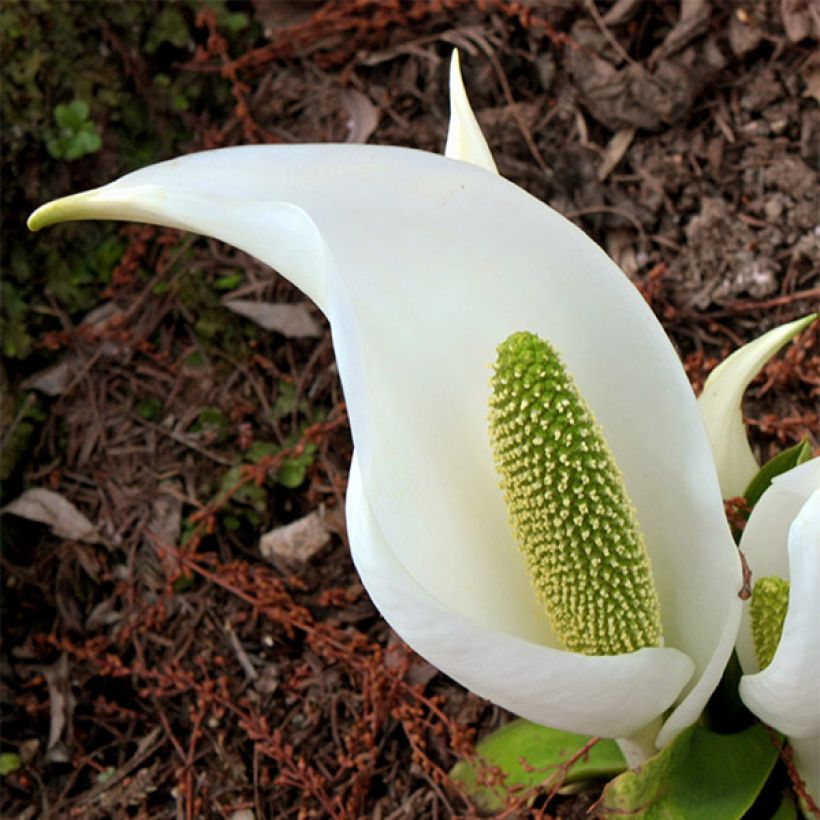 Lysichiton camtschatcensis (Floração)