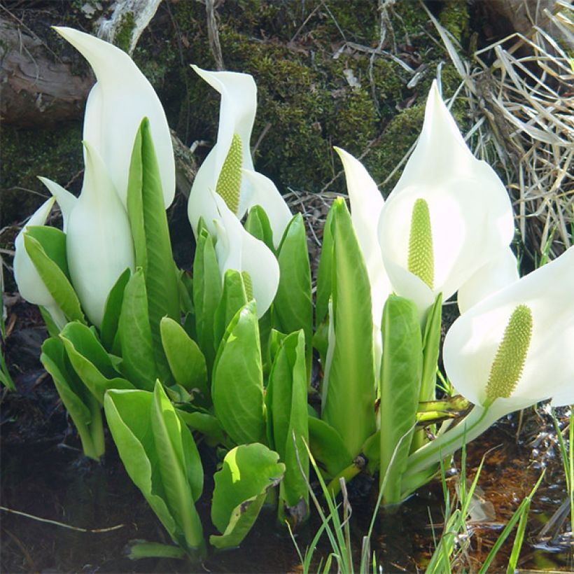 Lysichiton camtschatcensis (Hábito)