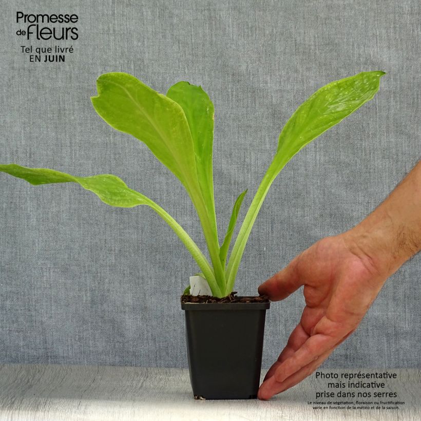 Amostra de Lysichiton camtschatcensis Vaso de 8/9 cm tal como entregue no verão