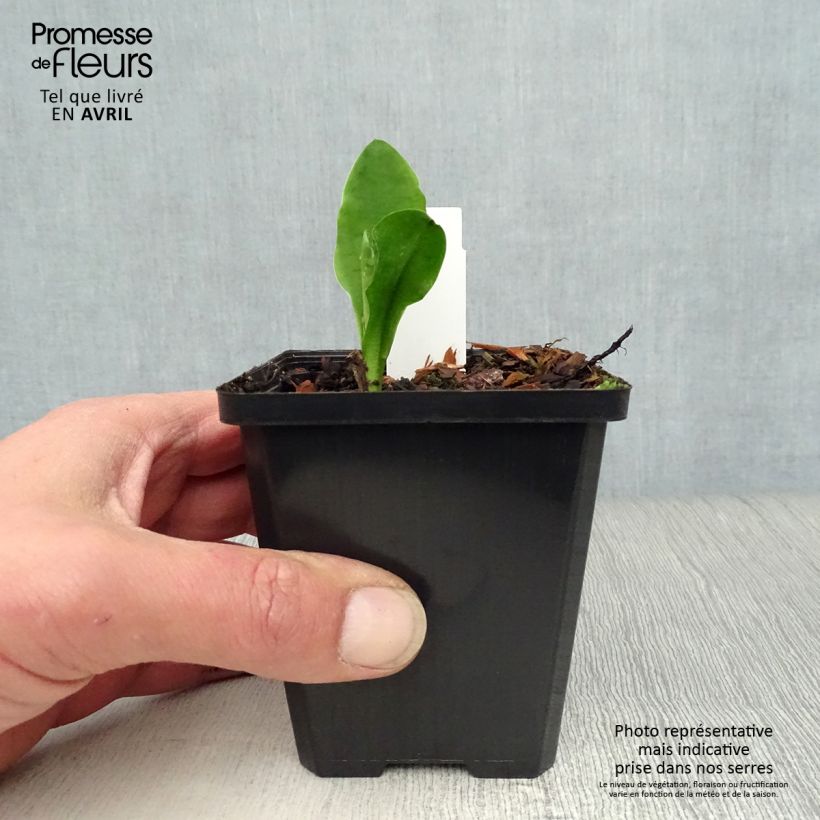 Amostra de Lysichiton camtschatcensis Vaso de 8/9 cm tal como entregue na primavera