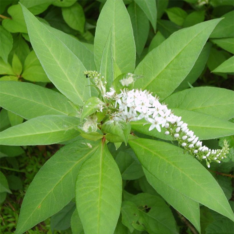 Lysimachia barystachys (Folhagem)