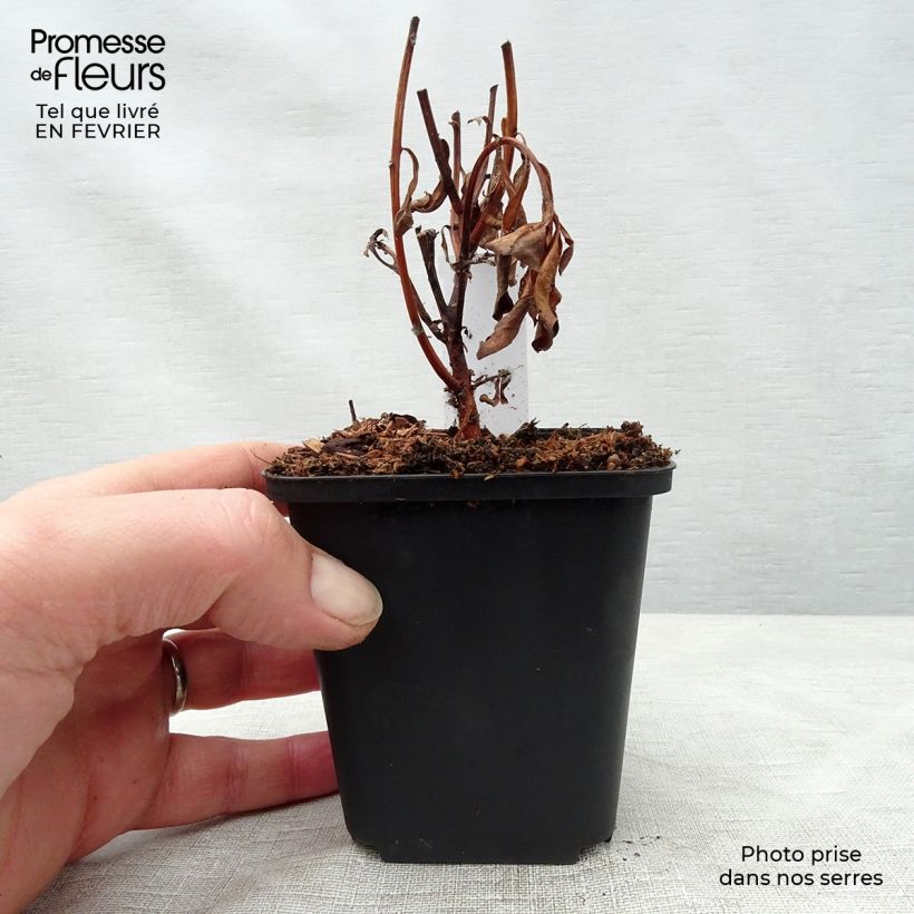 Amostra de Lysimachia barystachys, Lysimaque Vaso de 8/9 cm tal como entregue no inverno