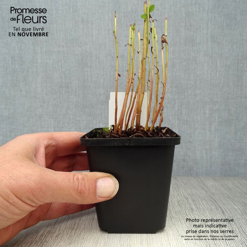 Amostra de Lysimachia barystachys Vaso de 8/9 cm tal como entregue no outono