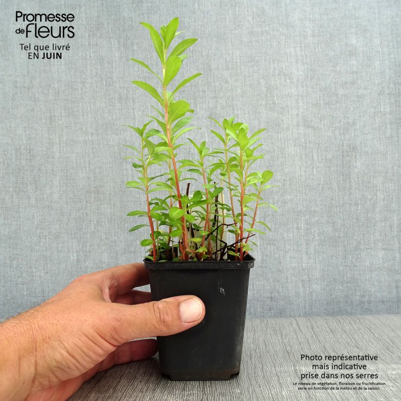Amostra de Lysimachia barystachys Vaso de 8/9 cm tal como entregue no verão