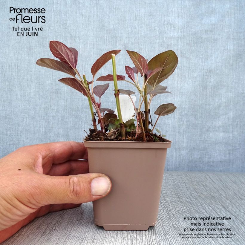 Amostra de Lysimachia ciliata Fire Cracker Vaso de 8/9 cm tal como entregue no verão