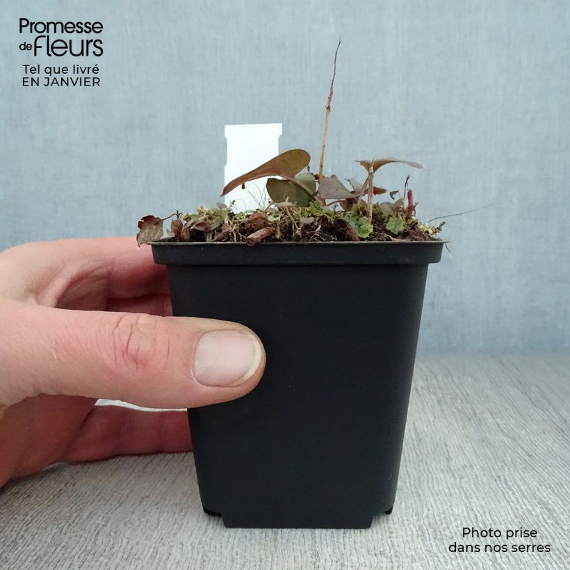 Amostra de Lysimachia ciliata Fire Cracker Vaso de 8/9 cm tal como entregue no inverno