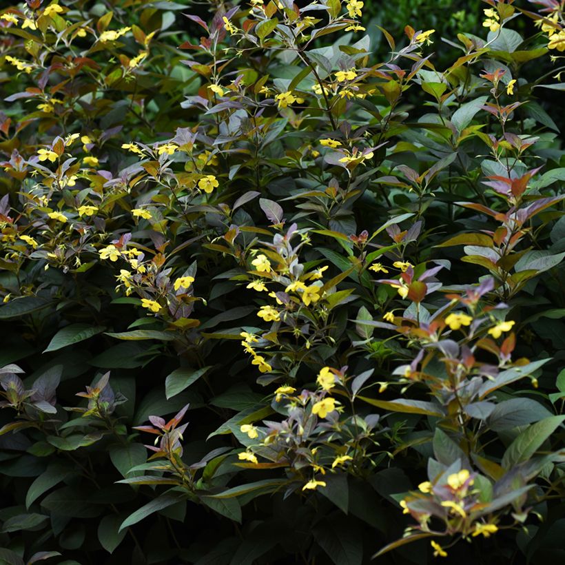 Lysimachia ciliata Fire Cracker (Hábito)