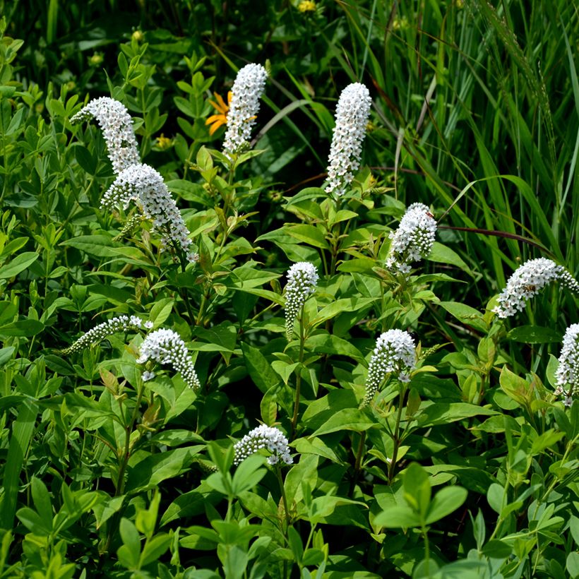 Lysimachia clethroides (Hábito)
