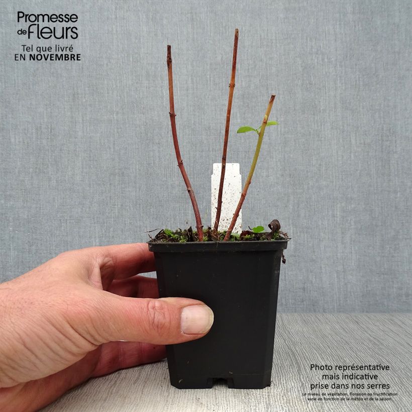 Amostra de Lysimachia clethroides Vaso de 8/9 cm tal como entregue no outono