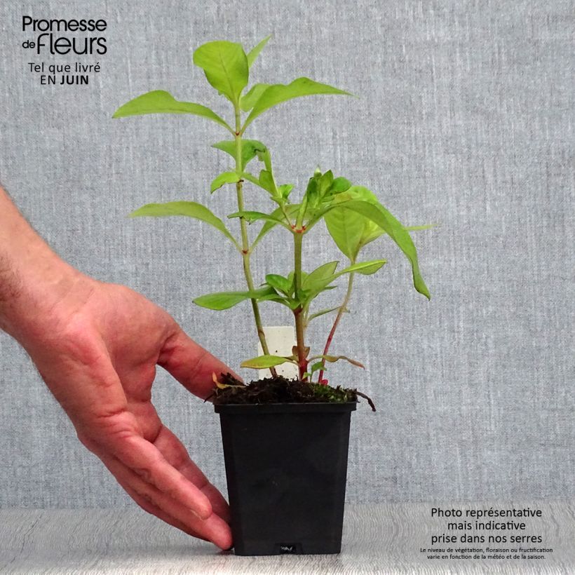 Amostra de Lysimachia clethroides Vaso de 8/9 cm tal como entregue no verão