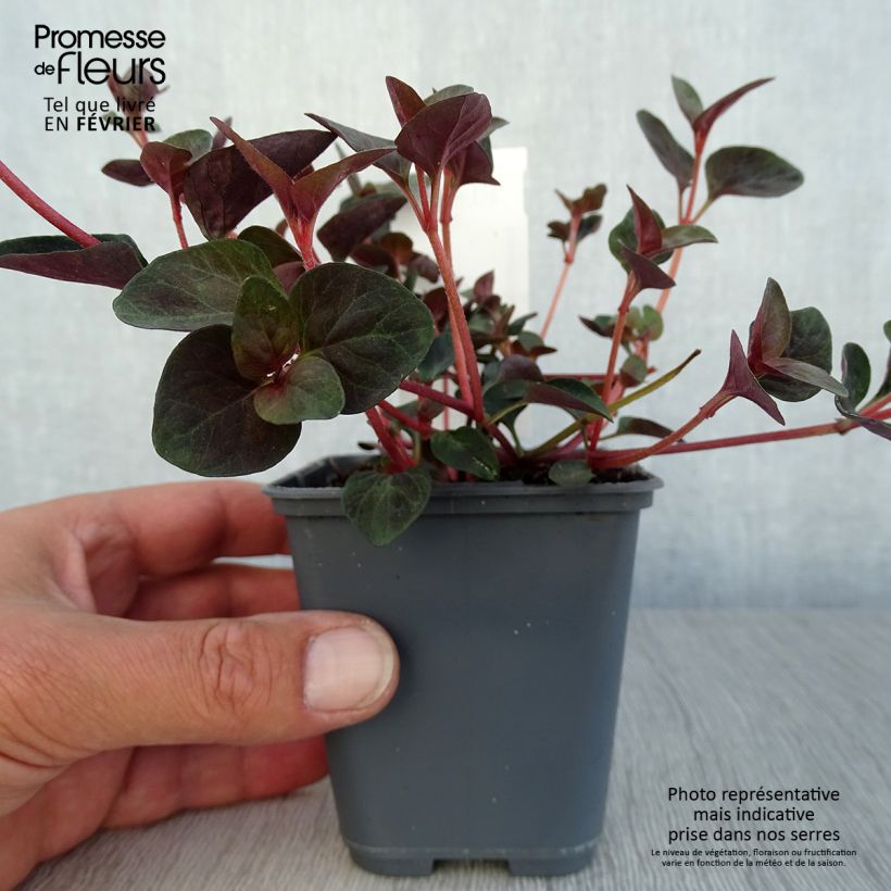 Amostra de Lysimachia congestiflora Vaso de 8/9 cm tal como entregue no outono