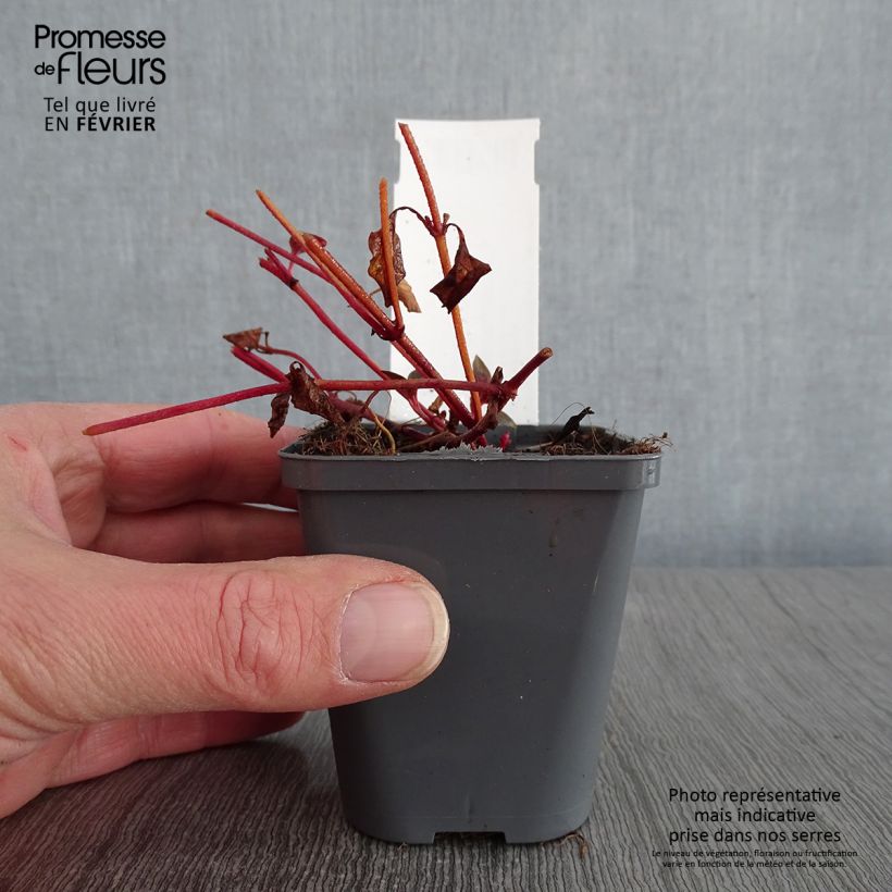 Amostra de Lysimachia congestiflora - Lysimache  Vaso de 8/9 cm tal como entregue no inverno