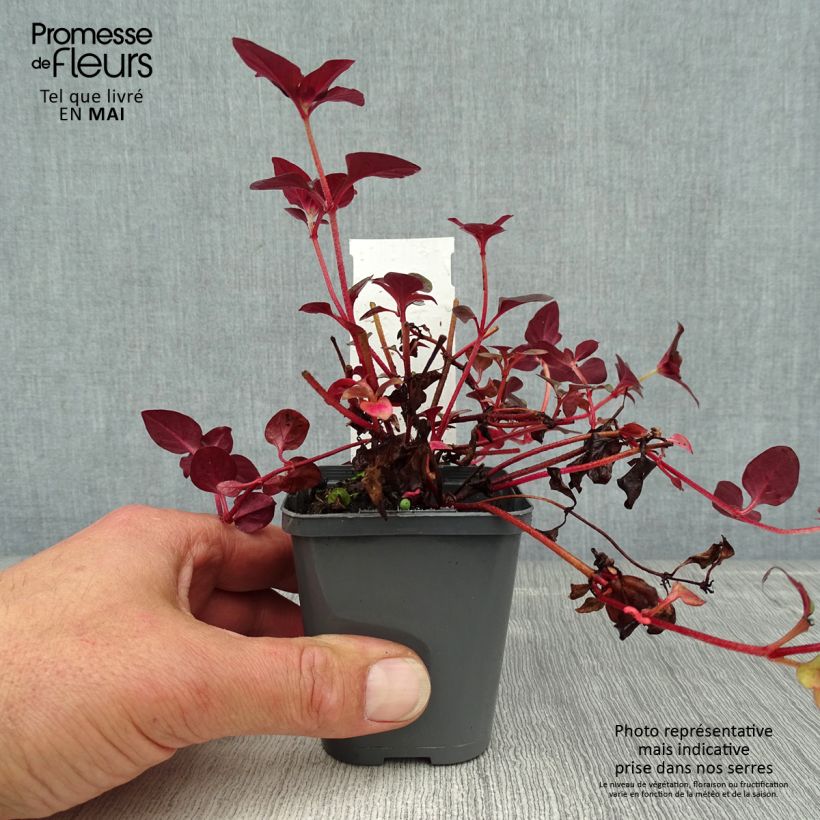 Amostra de Lysimachia congestiflora Vaso de 8/9 cm tal como entregue na primavera