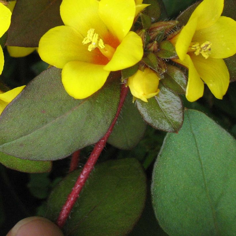 Lysimachia congestiflora (Folhagem)